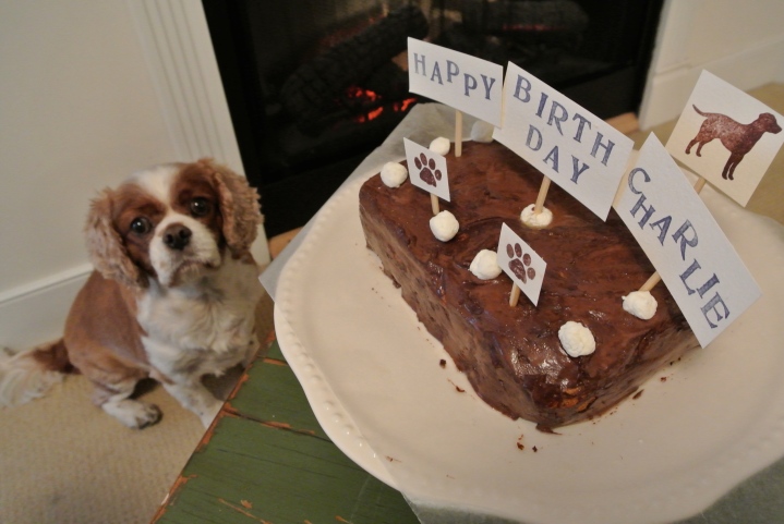 dog and cake